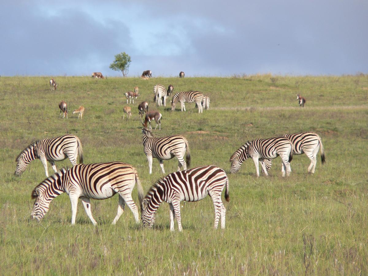 Lalibela Game Reserve Mark'S Camp Grahamstown Exterior photo