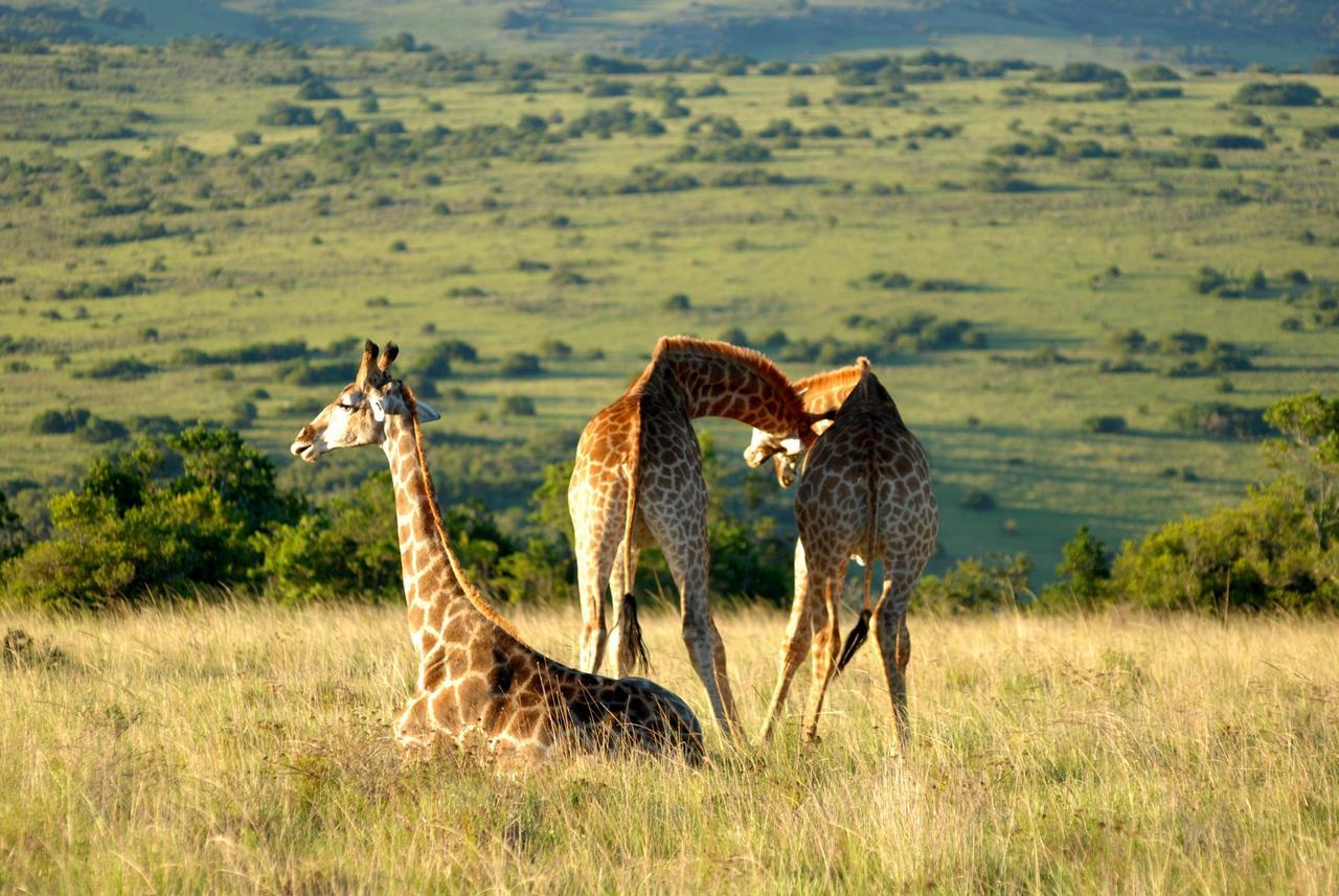Lalibela Game Reserve Mark'S Camp Grahamstown Exterior photo