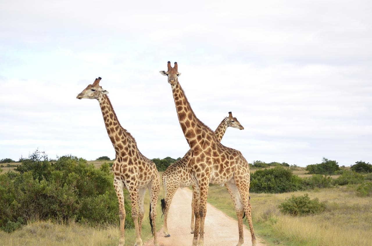 Lalibela Game Reserve Mark'S Camp Grahamstown Exterior photo